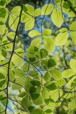 Yeşil yaprakları olan yapraklı bir ağaç dalı. Yapraklar yayılmış ve güneş ışığındalar. Alsace, en büyüğü, Fransa, Avrupa.