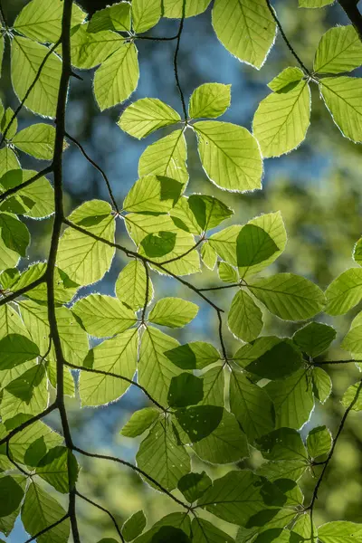 Yeşil yaprakları olan yapraklı bir ağaç dalı. Yapraklar yayılmış ve güneş ışığındalar. Alsace, en büyüğü, Fransa, Avrupa.