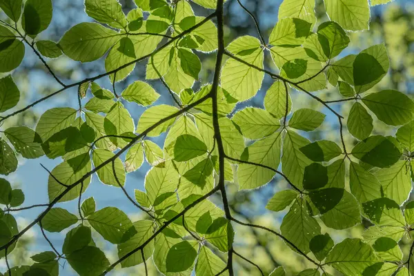 Yeşil yaprakları olan yapraklı bir ağaç dalı. Yapraklar yayılmış ve güneş ışığındalar. Alsace, en büyüğü, Fransa, Avrupa.