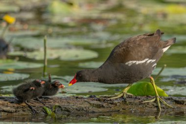Sıradan bir Moorhen (Gallinula kloropusu) birkaç günlük yavrusuna yiyecek getirir. Bas rhin, alsace, grand est, France, Europe.