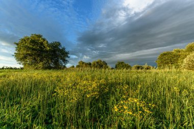 Parlak sarı kır çiçekleriyle dolu yemyeşil bir tarla arazi boyunca uzanır. Uzun otlar, zıt bulutlar ve yumuşak güneş ışığıyla dolu bir akşam gökyüzünün altında rüzgarda hafifçe sallanıyor. Bas rhin, Alsace, grand est, France, Europe.
