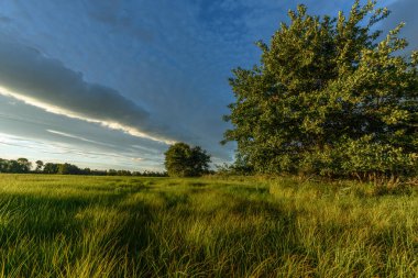 Geniş çayır, rüzgarda hafifçe sallanan uzun otları, canlı bir gökyüzünün arkaplanına karşı dağınık ağaçlarla tamamlar. Güneş ışığı sıcak tonlar yaratır. Bas rhin, Alsace, grand est, France, Europe.