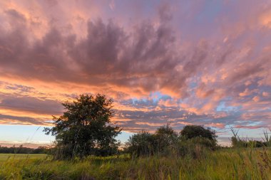 Göz kamaştırıcı bir günbatımı çimenli bir tarlanın üzerinde gökyüzünde canlı renkler bırakır. Ağaçların siluetleri, alacakaranlıkta dramatik bulut oluşumlarına karşı dururlar. Bas rhin, Alsace, grand est, France, Europe.Bas rhin, Alsace, grand est, France, Europe.