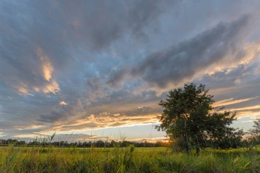 Çarpıcı bir günbatımı, gökyüzündeki canlı renkleri aydınlatan huzurlu bir alanı aydınlatır. Siluetli ağaçlar, akşam yaklaşırken ince bulutların arka planında duruyor. Bas rhin, Alsace, grand est, France, Europe.Bas rhin, Alsace, grand est, Franc