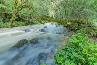 Bir nehir canlı bir ormanın içinden esiyor, pürüzsüz kayalar kısmen suya batıyor. Güneş ışığı ağaçların arasından süzülerek doğal ortamda sakin bir atmosfer yaratır. Jura, Fransa, Europa.