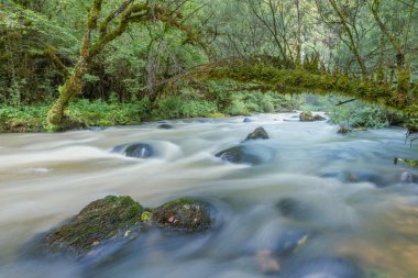 Bir nehir canlı bir ormanın içinden esiyor, pürüzsüz kayalar kısmen suya batıyor. Güneş ışığı ağaçların arasından süzülerek doğal ortamda sakin bir atmosfer yaratır. Jura, Fransa, Europa.