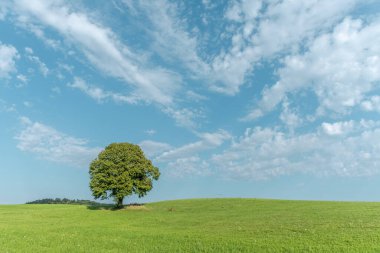 Görkemli yeşil bir ağaç, güneşin tadını çıkaran çimenli bir tepeye hükmediyor. Bereketli yaprakları, yumuşak bulutlarla dolu mavi gökyüzü ile güzel bir tezat oluşturuyor ve sakin bir açık hava ortamı yaratıyor. Champagnole, Jura, Fransa, Europa.
