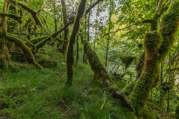 Yeşil yosun, devrilen ağaçları örterek ormanda sakin bir atmosfer yaratıyor. Parlak yapraklar, huzurlu bir derenin yanında gelişir, sessiz bir yansıma ve keşfe yol açar. Jura, Fransa, Europa.