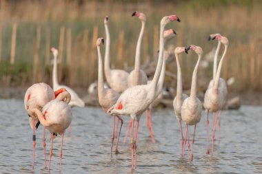 Bir grup flamingo, açık bir günde nemli bir ortamda kur yapıyorlar. Sahne, sakin ortamlarda vahşi yaşamın özünü yakalıyor. Saintes Maries de la Mer, Arles, Bouches du Rhone, Provence Alpes Cote d 'Azur, Fransa, Europa