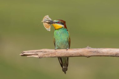 Baharda bir dalda gagasında kelebek olan Avrupa arı yiyici (Merops apiaster). Jechtingen, Kaiserstuhl, Almanya.