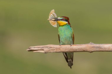 Baharda bir dalda gagasında kelebek olan Avrupa arı yiyici (Merops apiaster). Jechtingen, Kaiserstuhl, Almanya.