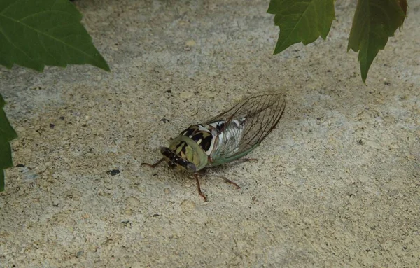 Cicada insect in Billings, Montana