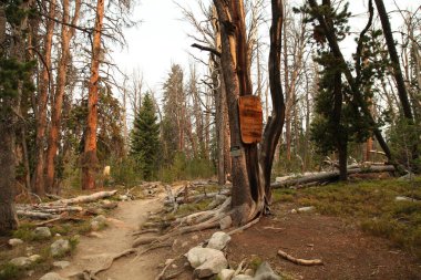 Wyoming, Wind River Range 'deki 119 nolu Pole Creek Patikası' ndaki Bridger Wilderness tabelası.