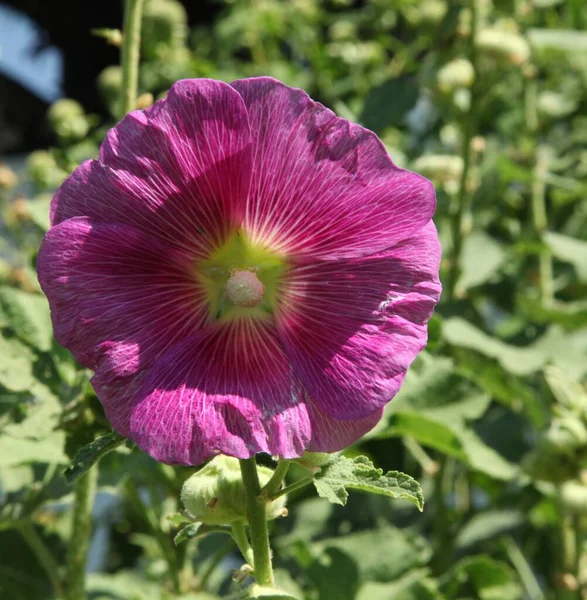 モンタナ州のHollyhock Alcea ピンクの庭の花 — ストック写真