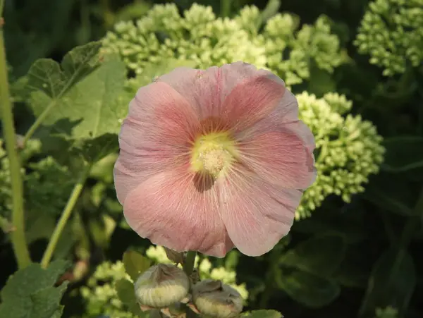 モンタナ州のHollyhock Alcea 桃のピンクの庭の花 — ストック写真