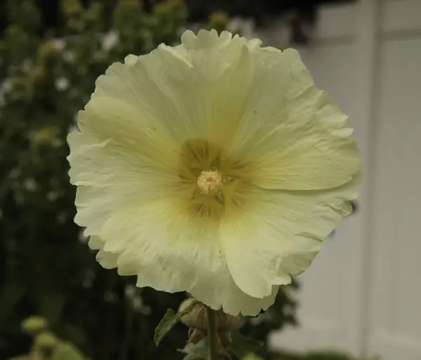 モンタナ州のHollyhock Alcea 黄色い庭の花 — ストック写真