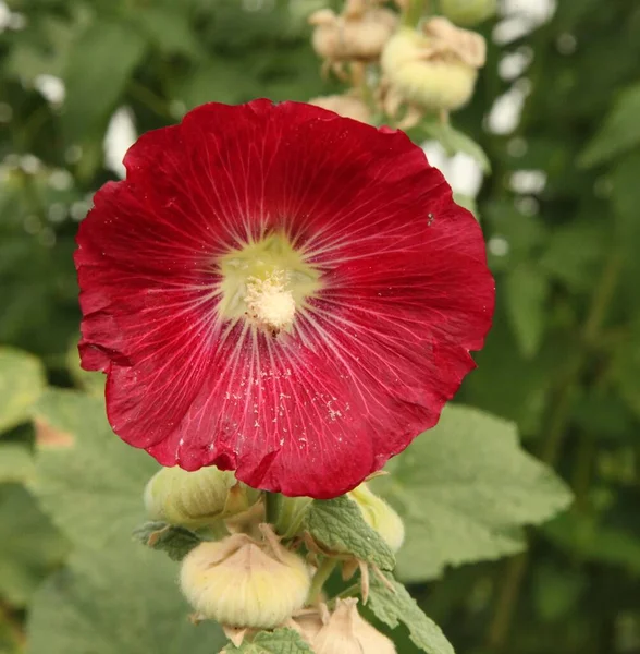 Hollyhock Alcea Red Garden Flower Montana — Stock Photo, Image