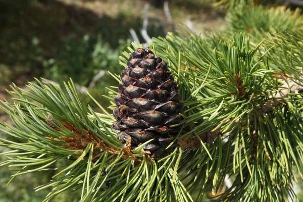 Cône Pin Écorce Blanche Pinus Albicaulis Dans Les Monts Beartooth — Photo