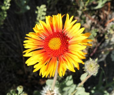 Battaniye çiçeği (Gaillardia aristata) Montana 'daki Sakaldiş Dağları' nda sarı kır çiçeği
