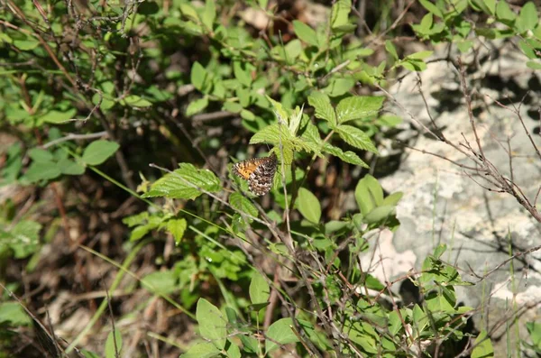 Chryxus Arctic Oeneis Chryxus Brown Orange Butterfly Beartooth Mountains Montana — Stock Photo, Image