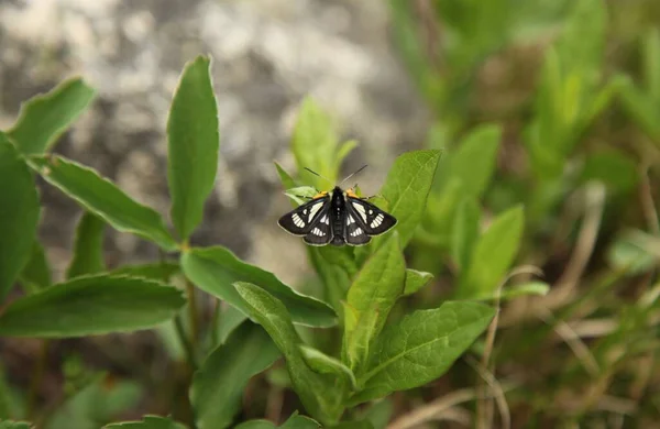 Androloma Maccullochii Μαύρο Και Άσπρο Σκώρο Στα Βουνά Beartoth Montana — Φωτογραφία Αρχείου
