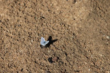 Gümüş mavisi (Glaucopsyche lygdamus) kelebek Ayı dişli dağlarda, Montana