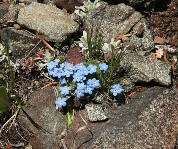 Alpine Forget Eritrichium Blauwe Wilde Bloem Beartooth Mountains Montana — Stockfoto