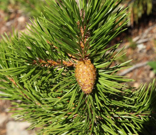 Pino Lodgepole Pinus Contorta Cono Beartooth Mountains Montana — Foto de Stock