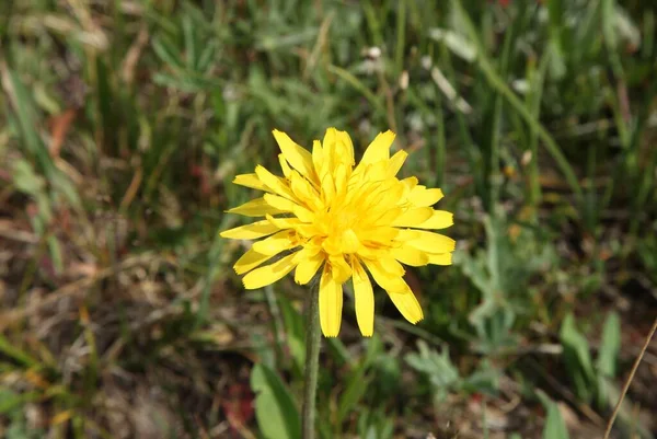 False Dandelion Agoseris Glauca Yellow Wildflower Beartooth Mountains Wyoming — Stock Photo, Image