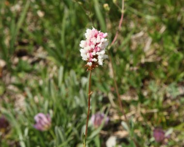 American Bistort (Polygonum bistortoides), Wyoming 'deki Sakaldiş Dağları' nda kır çiçeği.