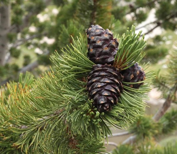 Cônes Pin Écorce Blanche Pinus Albicaulis Dans Les Monts Beartooth — Photo