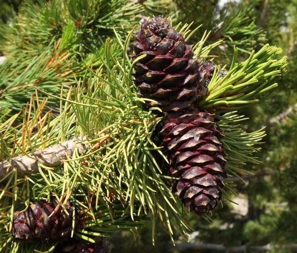 Уайтбарк Пайн Pinus Albicaulis Конусы Горах Беарзуба Вайоминг — стоковое фото