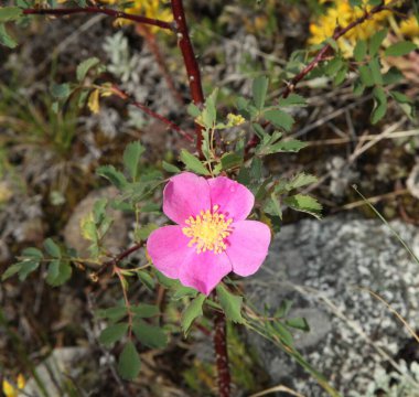 Prairie Rose (Rosa Woodsii), Montana 'nın Sakaldiş Dağları' ndaki pembe kır çiçeği.
