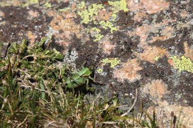 Beartooth Dağları, Montana 'da Mormon Kriketi (Anabrus simplex)