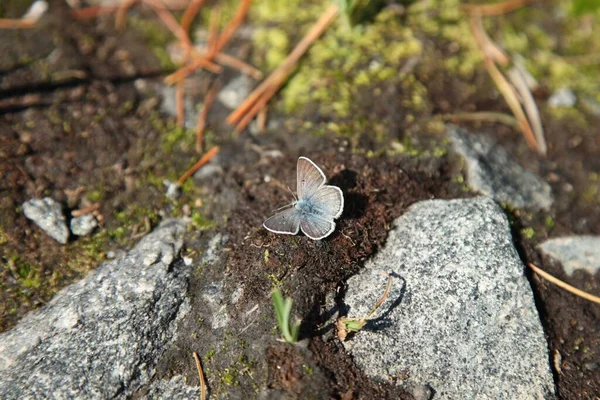 Mariposa Azul Ártico Rústico Plebejus Glandon Rusticus Beartooth Mountains Montana — Foto de Stock