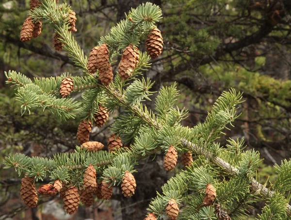 Szyszki Engelmann Spruce Picea Engelmannii Górach Beartooth Montana — Zdjęcie stockowe