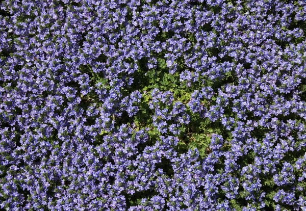Tidal Pool Speedwell Veronica purple flowers in garden in Montana
