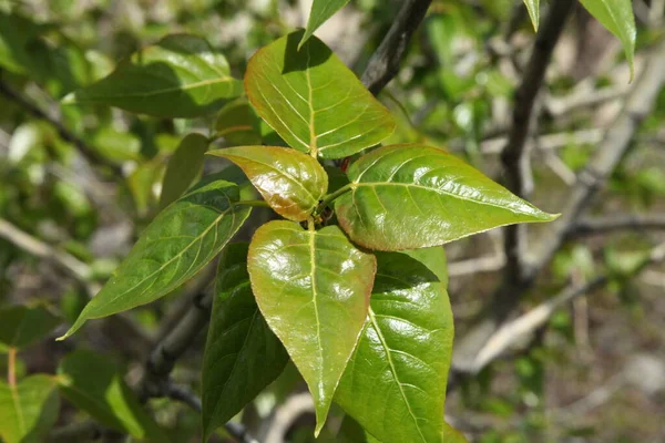 バルサム ポプラ ポプルス バルサミフェラ の緑の葉 — ストック写真