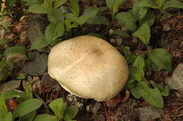 Pale Mushroom Beartooth Mountains Montana — Stock Photo, Image