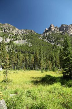 Beartooth Dağları 'ndaki çayır, Montana