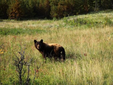 Amerikan Kara Ayısı (Ursus americanus) Beartooth Dağları, Montana