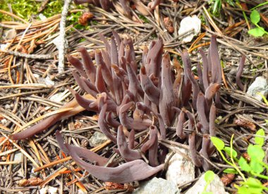 Purple Club Coral (Alloclavaria purpurea) mushroom in Beartooth Mountains, Montana clipart