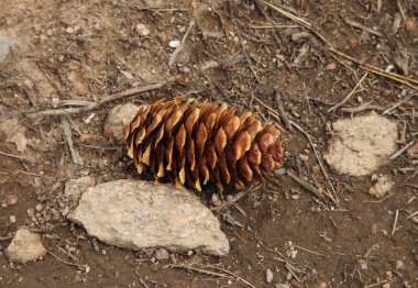 Engelmann Spruce (Picea engelmannii) brown cone on the ground in Beartooth Mountains, Wyoming clipart