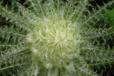 Close-up of green Elk Thistle (Cirsium scariosum) head in Beartooth Mountains, Montana clipart