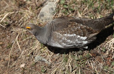 Male Dusky Grouse (Dendragapus obscurus) wild bird on the ground in Beartooth Mountains, Montana clipart
