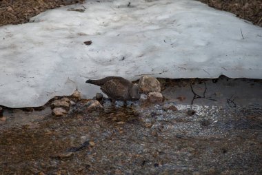 Male Dusky Grouse (Dendragapus obscurus) wild bird standing in a creek in Beartooth Mountains, Montana clipart