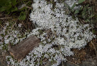 Phlox (Phlox) white wildflowers in Beartooth Mountains, Montana clipart
