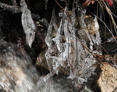 Ice coated twigs along a stream in Beartooth Mountains, Montana clipart
