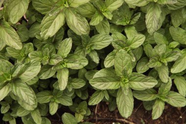 Montana bahçesinde çikolatalı nanenin (Mentha x piperita) yeşil yapraklarının yakın çekimi