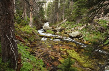 Montana 'daki Sakaldiş Dağları' ndaki Yosun Deresi